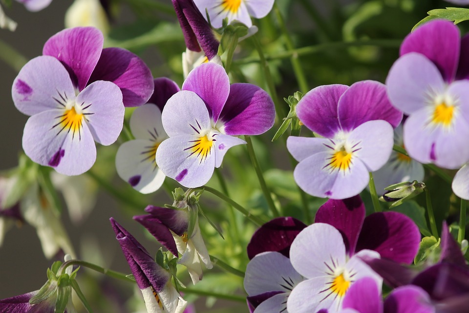 Onoranze Funebri Riesi